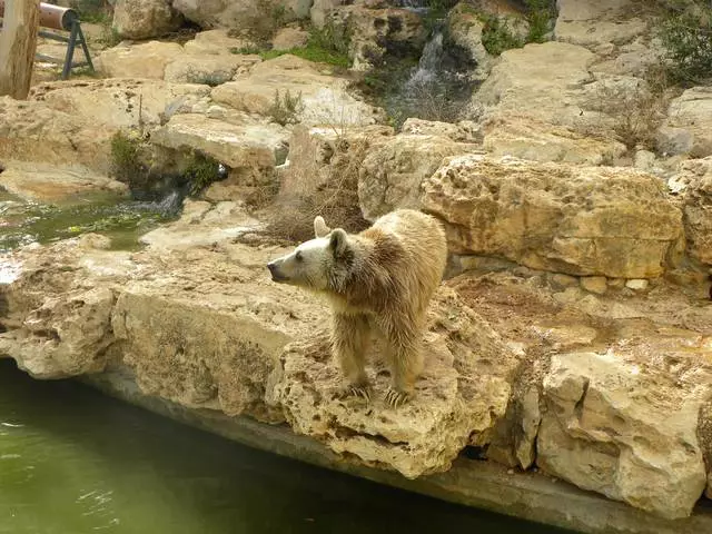 ירושלים איז די מערסט הייליק אָרט אויף דער ערד פֿאַר מיר! 9945_3